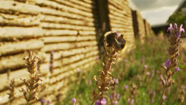 Bumblebee dentro e fora do quadro em meio às flores de lavanda — Vídeo de Stock