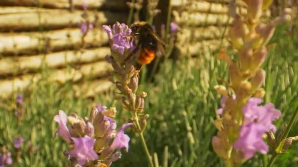 薰衣草茎上大黄蜂的超密闭镜头 — 图库视频影像