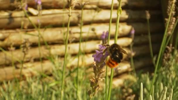 Makro Shot of Bumblebee w ogrodzie w letni dzień — Wideo stockowe