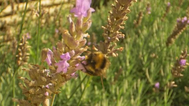 Ultra Primer plano de Bumblebee con tiro claro de sus piernas arrastrándose en flor — Vídeos de Stock