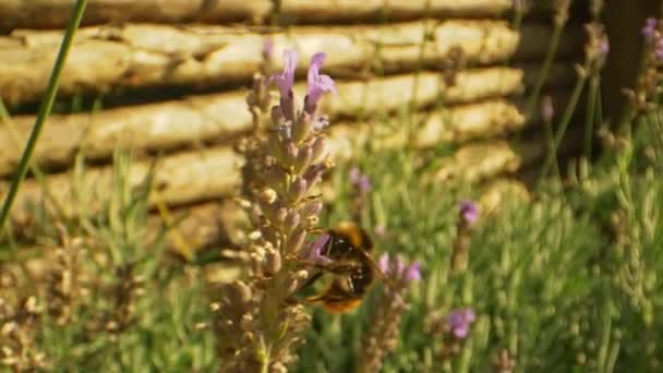 Lavendel växt svajande och en humla smuttande nektar (Macro) — Stockvideo