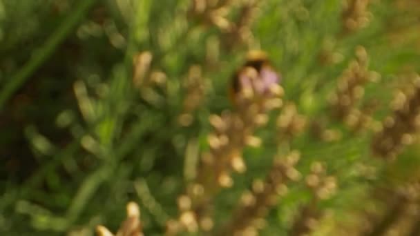 Rozostřeno na zaostřený záběr krásné čmeláka v venkovní zahradě — Stock video