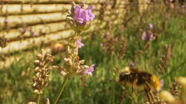 Macro Shot de abejorro volando dentro y fuera de la flor de lavanda en verano — Vídeos de Stock