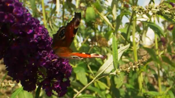 Primer plano de mariposa monarca en planta púrpura balanceándose en un día ventoso — Vídeos de Stock