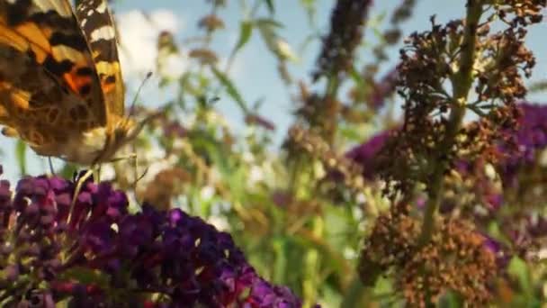 Gele vlinder op paarse plant op een winderige dag — Stockvideo