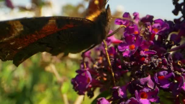 Gros plan de papillon sur la fleur pourpre par une journée ensoleillée — Video