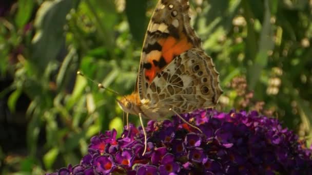 보라색 꽃에 누런 나비의 클로즈업 매크로 샷 — 비디오