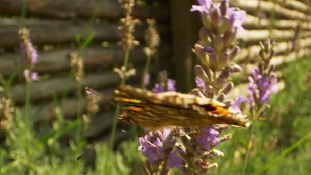 Primo piano Macro Video di farfalla monarca nel cortile — Video Stock