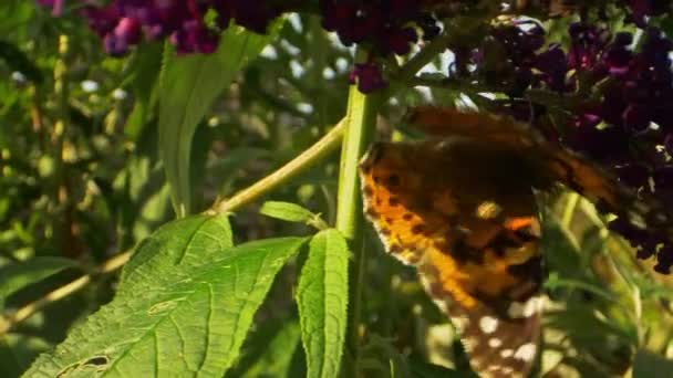 Primer plano de mariposa colgando del tallo de la flor — Vídeos de Stock