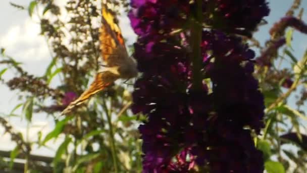 Lila Gartenblume schwankt hin und her mit gelbem Schmetterling an der Spitze — Stockvideo