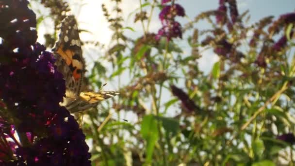 Monarch Butterfly sedí na fialovém květu na dvorku — Stock video