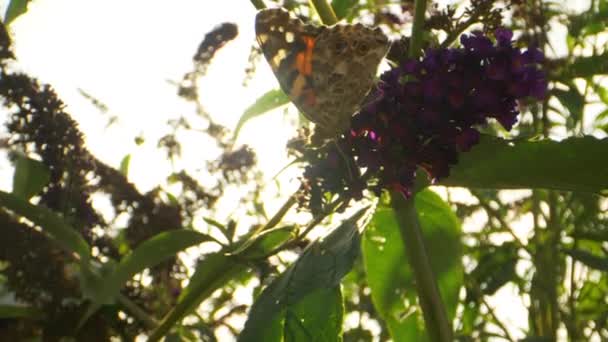 Tiro inclinado de borboleta monarca e brilho do sol no fundo — Vídeo de Stock