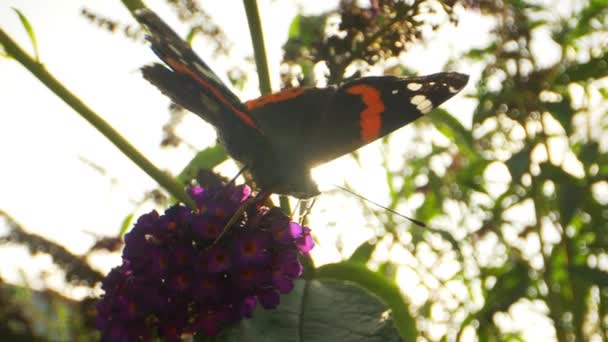 Beautiful Macro Shot of Monarch Butterfly on Purple Flowers — Stock Video