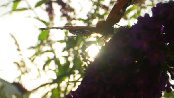 Primer plano de hermosa mariposa sentada en planta púrpura y cielos brillantes — Vídeo de stock