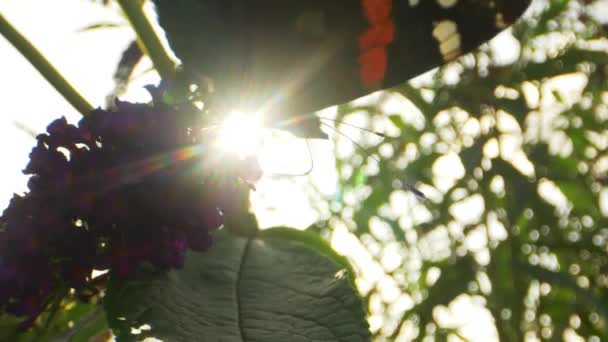 Flamme de soleil dans le cadre et le papillon monarque sur la fleur pourpre — Video