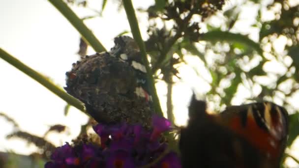 Sol brilhando brilhantemente sob uma flor com duas borboletas monarca — Vídeo de Stock