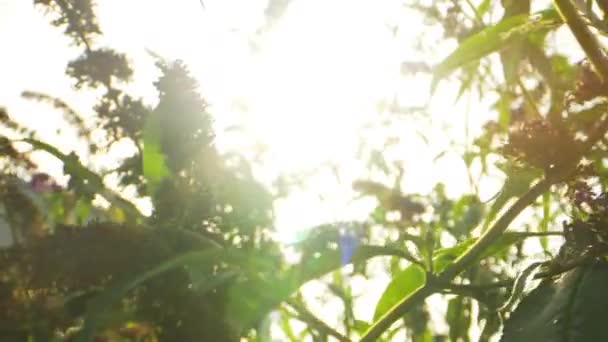 Macro Tiro de flores no quintal e Monarch Butterfly Flying — Vídeo de Stock