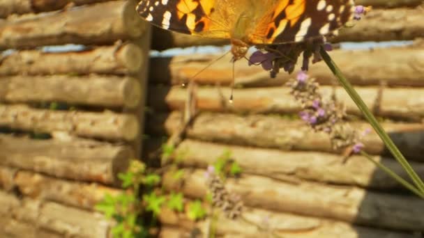 Planta de Lavanda Floreciente y Mariposa Monarca Naranja en el Jardín — Vídeos de Stock