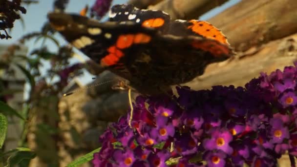 Макро Монарха Метелик сидить на фіолетових квітах потім вилітає з рамки — стокове відео