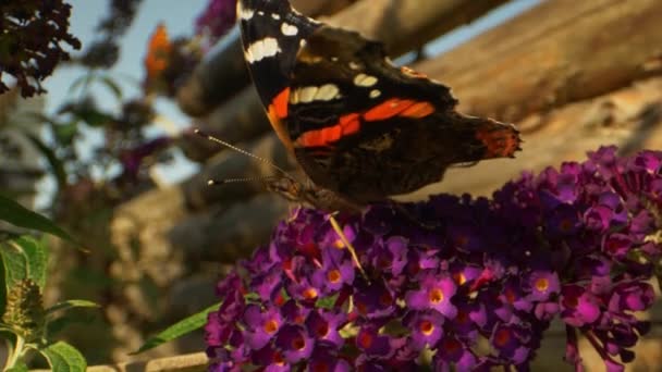 Farfalla monarca in nero e arancione in cima ai fiori — Video Stock