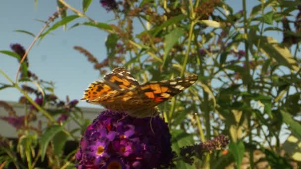 Появилось видео полета золотого монарха на фиолетовом заднем цветке — стоковое видео