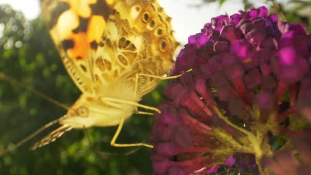 Macro-prise de vue de papillon monarque jaune et de plantes déconcentrées en arrière-plan — Video