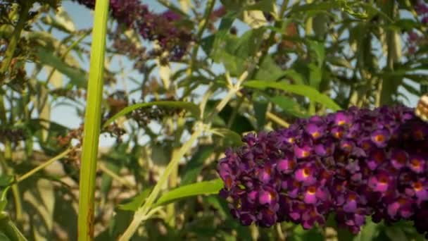 Panning tiro de plantas de jardim e borboleta monarca amarela — Vídeo de Stock