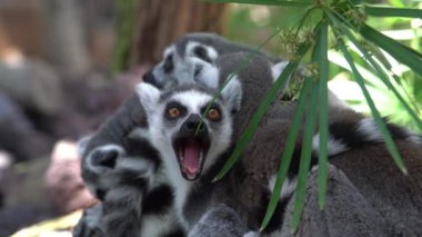 Halka Kuyruklu Lemurlar Toplandı