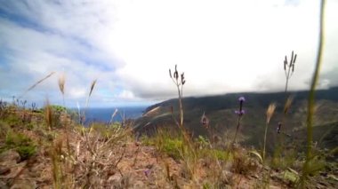 Dağ Çiçekleri ve Bitkiler