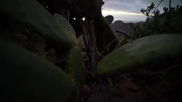 Cacti On Mountain Within View Of Coastline — стокове відео