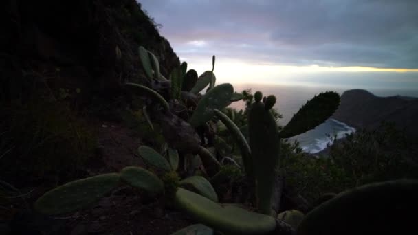 テネリフェ島の山の中腹にサボテンと植物 — ストック動画