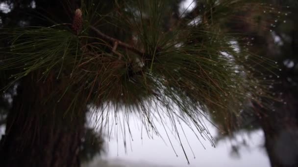 Orvalho formado em folhas Spiky Tree — Vídeo de Stock