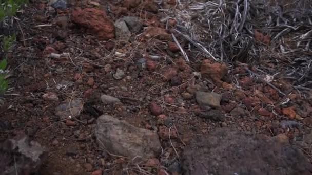 Рослини і скелі в місцевості Тенерифе — стокове відео