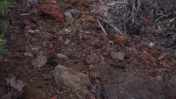 Plantas y Rocas de Tenerife Paisaje — Vídeos de Stock