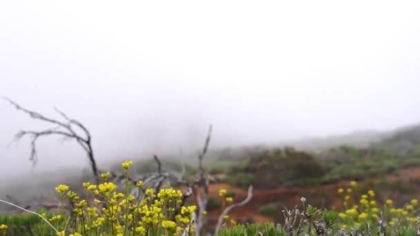 Planten en rotsen van mistig landschap — Stockvideo