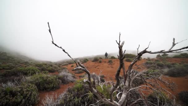 Homem em pé entre plantas e árvores de paisagem nebulosa — Vídeo de Stock