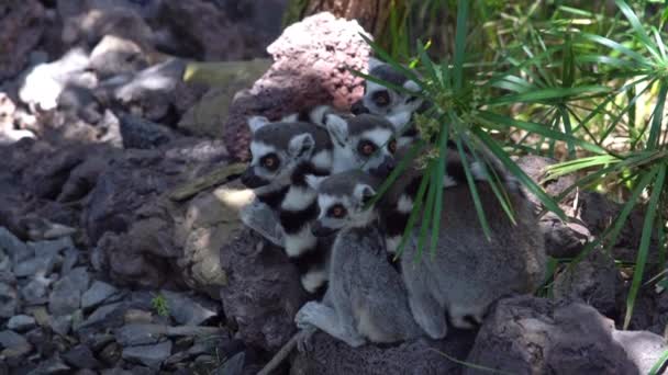 Anel de cauda Lemurs Huddled juntos dormindo — Vídeo de Stock