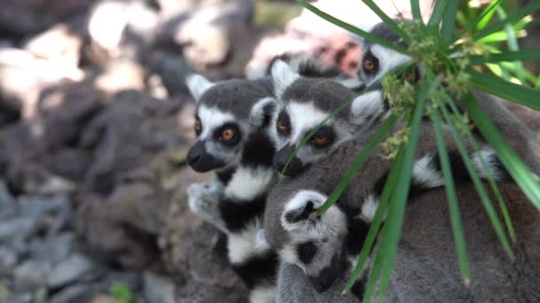 Lemurs s kroužkovým ocasem se choulili k sobě — Stock video