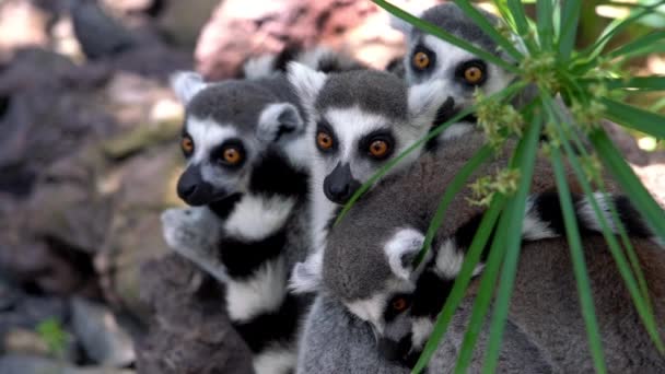 Lemurs s kroužkovým ocasem se choulili k sobě — Stock video