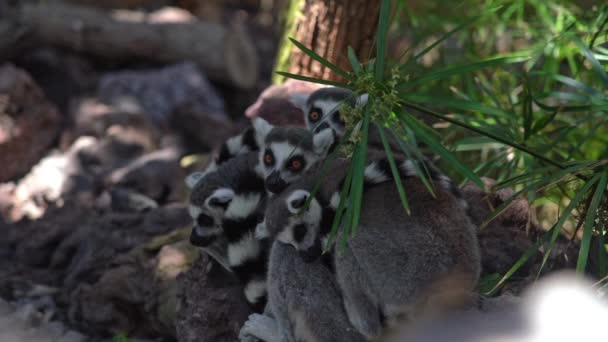 Anel de cauda Lemurs Huddled juntos dormindo — Vídeo de Stock