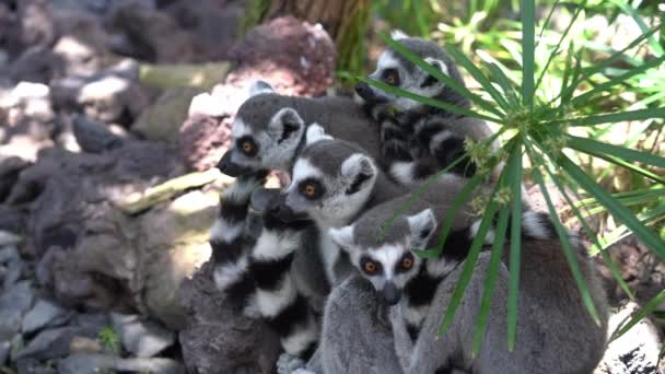 Ring-Tailed Lemurs Huddled Together — Stock Video