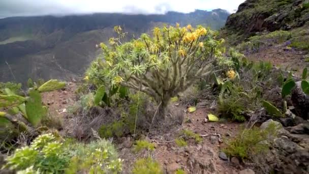 Berglandschap met planten en bloemen — Stockvideo