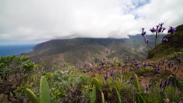 Blommor och växter på bergssidan — Stockvideo