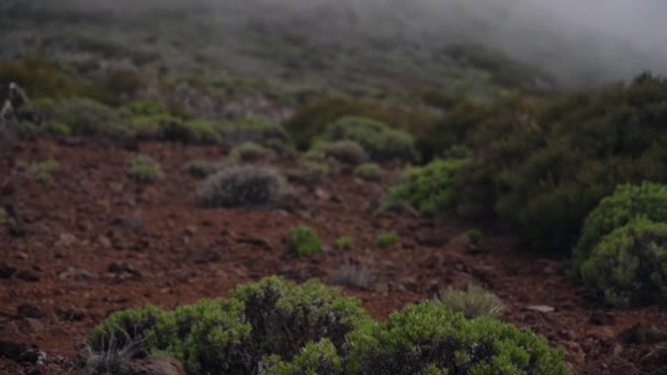 Paysage de montagne avec des plantes et des buissons dans le brouillard 