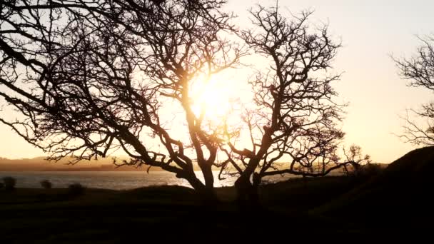 Sun Glowing Through Silhouetted Branches Of Bare Tree — Stock Video