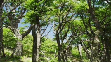 Arjantin 'in Ormanında Yükselen Lush Trees' in Yukarı Eğik Çekimi