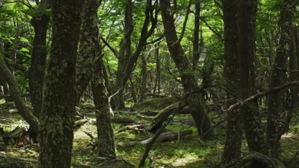 Hermosa foto de troncos de árboles en medio del bosque argentino — Vídeos de Stock