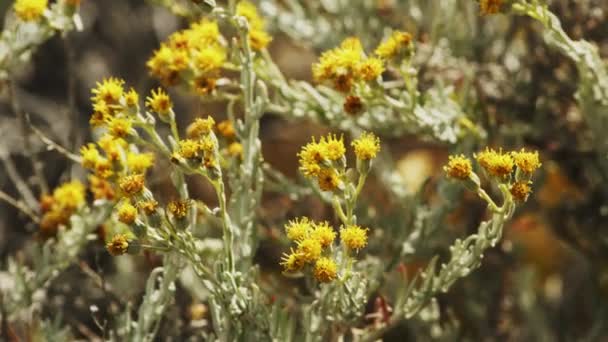 Κίτρινα λουλούδια φυτά ταλαντεύονται με τον άνεμο ona Bright Day — Αρχείο Βίντεο