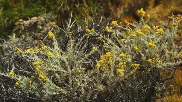 Um grupo de flores amarelas balançando junto com o vento em um dia ensolarado — Vídeo de Stock
