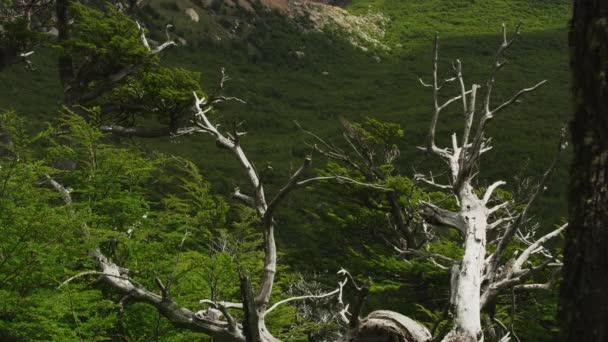 Masih Ditembak dari Nice Mountain View di El Chalten Argentina — Stok Video